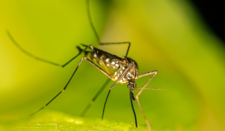 Fotka - Oznam - postrek proti komárom